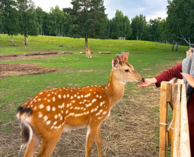 В гости к оленям
